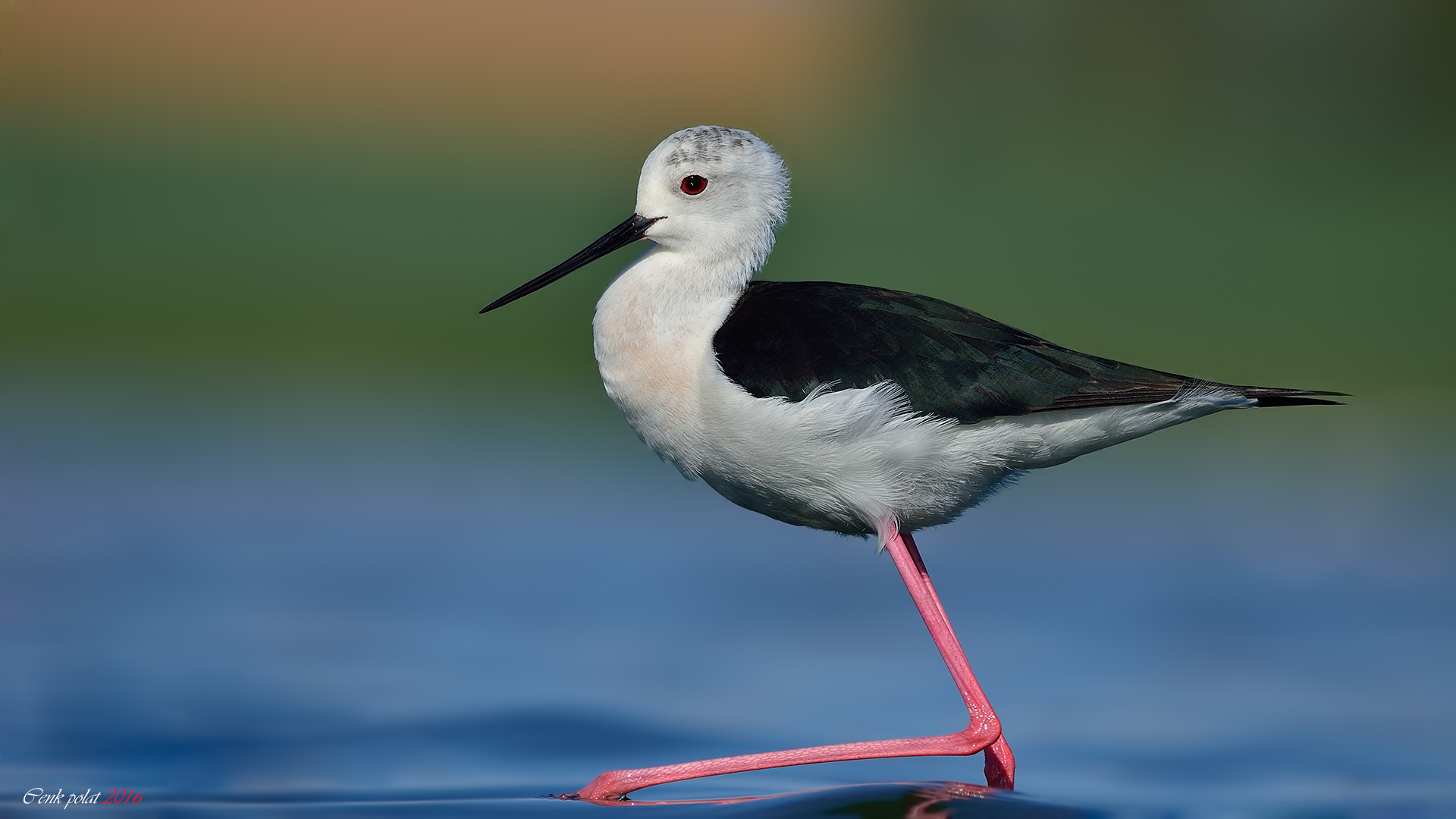 Black-winged Stilt